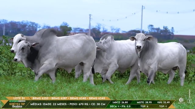 Lote 51