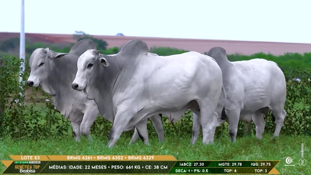 Lote 53