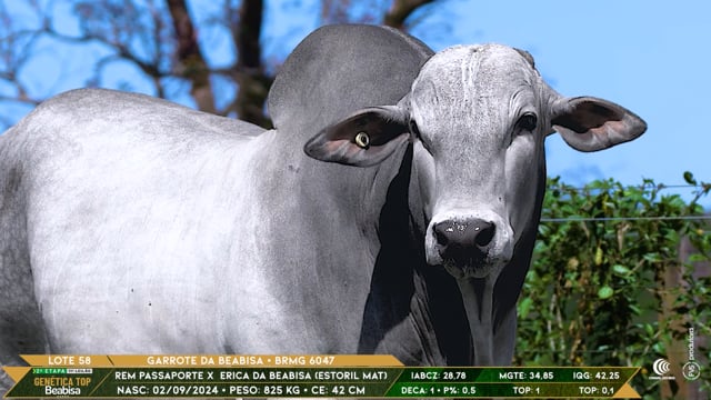 Lote 58