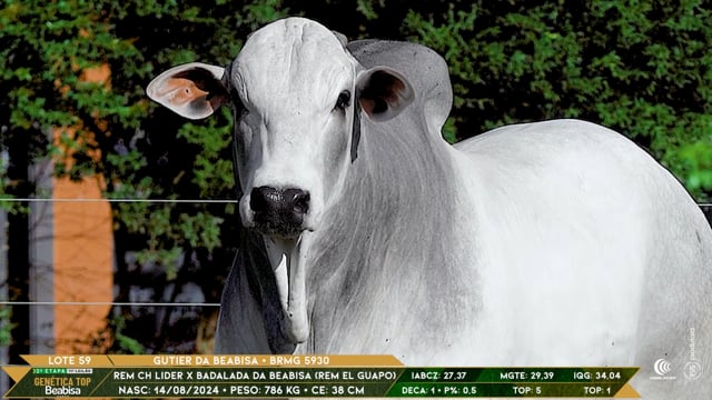 Lote 59