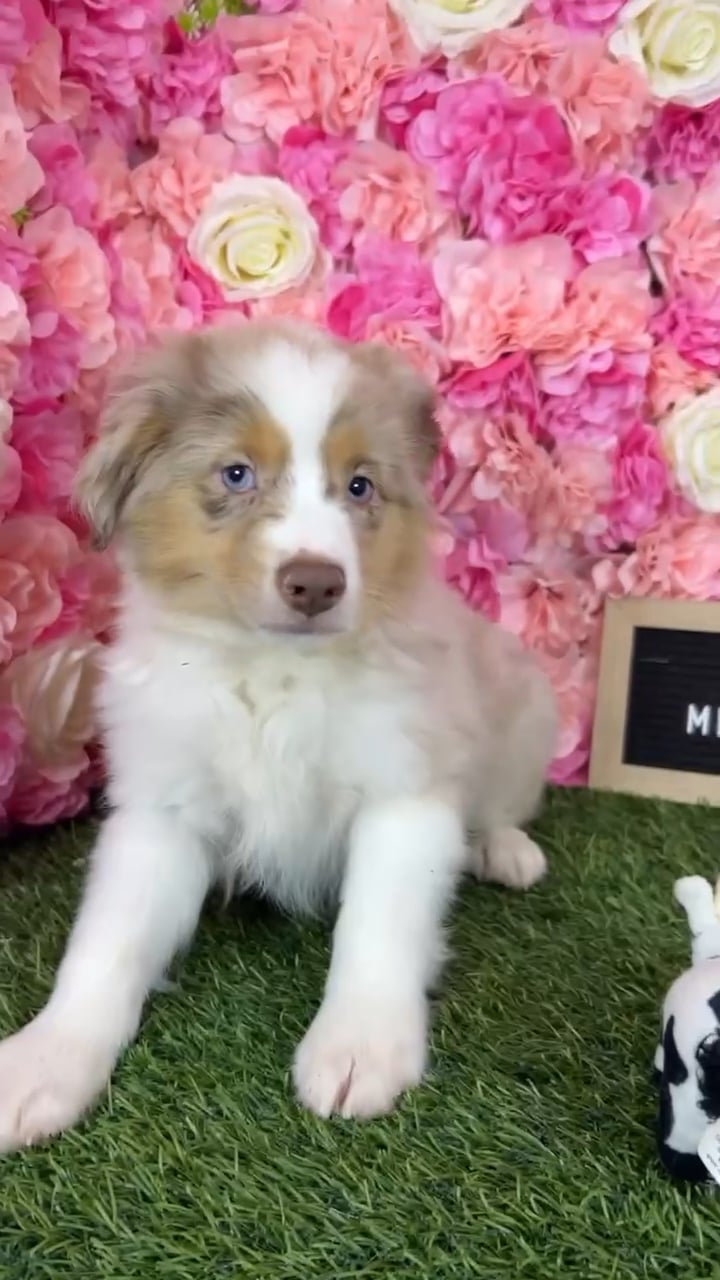 Male Miniature Australian Shepherd puppy named Dingo for sale at Pet Express Braintree. video thumbnail
