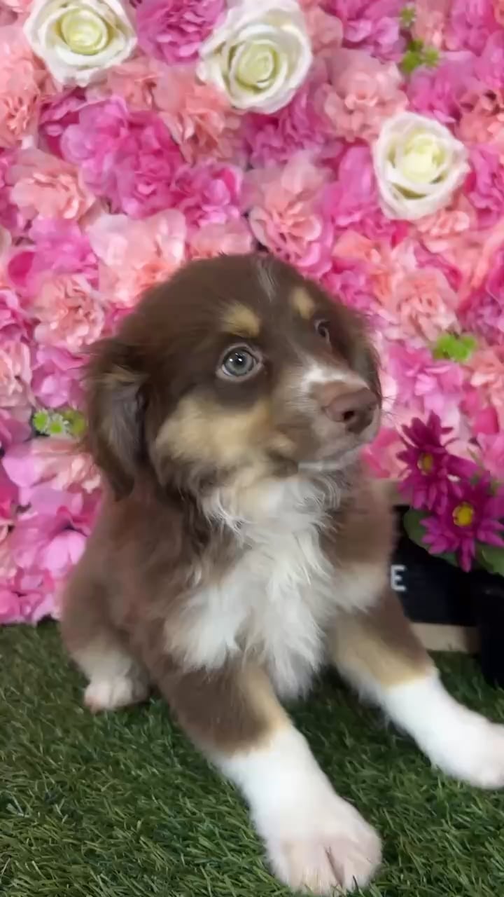 Male Miniature Australian Shepherd puppy named Irwin for sale at Pet Express Braintree. video thumbnail