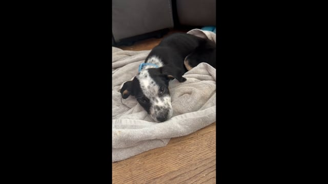 Enlarge Grace Kelly - a complete sweetheart, a Adoptable mixed breed in Jacksonville, FL video 6/6