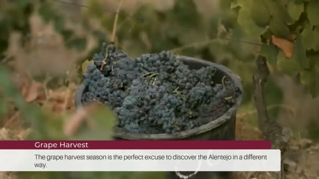EP 104 | Wine Tourism News