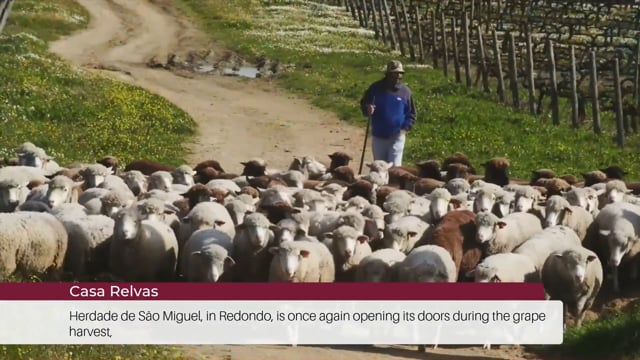 EP 108 | Wine Tourism News