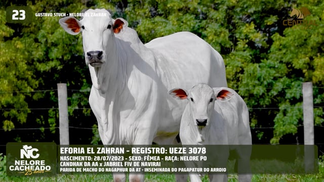 Lote 23
