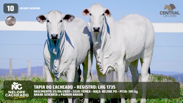 Lote 10