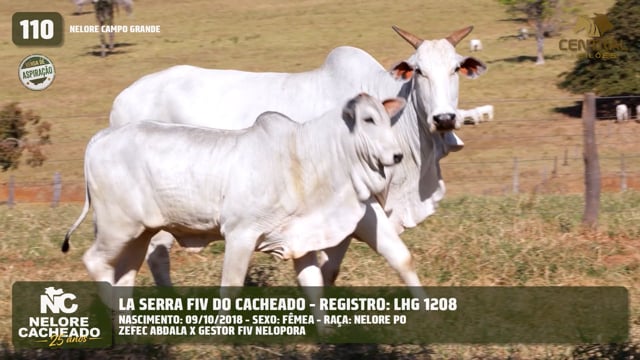 Lote 110