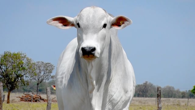 Lote 54