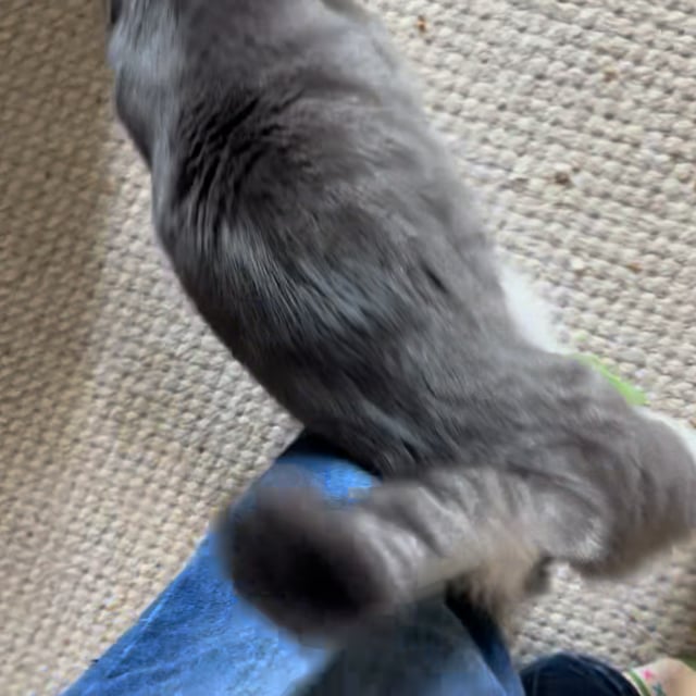 Enlarge Stormy-WILL HELP YOU WEATHER ANY STORM, a Adoptable Domestic Short Hair in Bristow, VA video 4/4