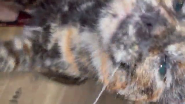 Enlarge Binxi, a Adoptable Tortoiseshell in Menasha, WI video 5/5