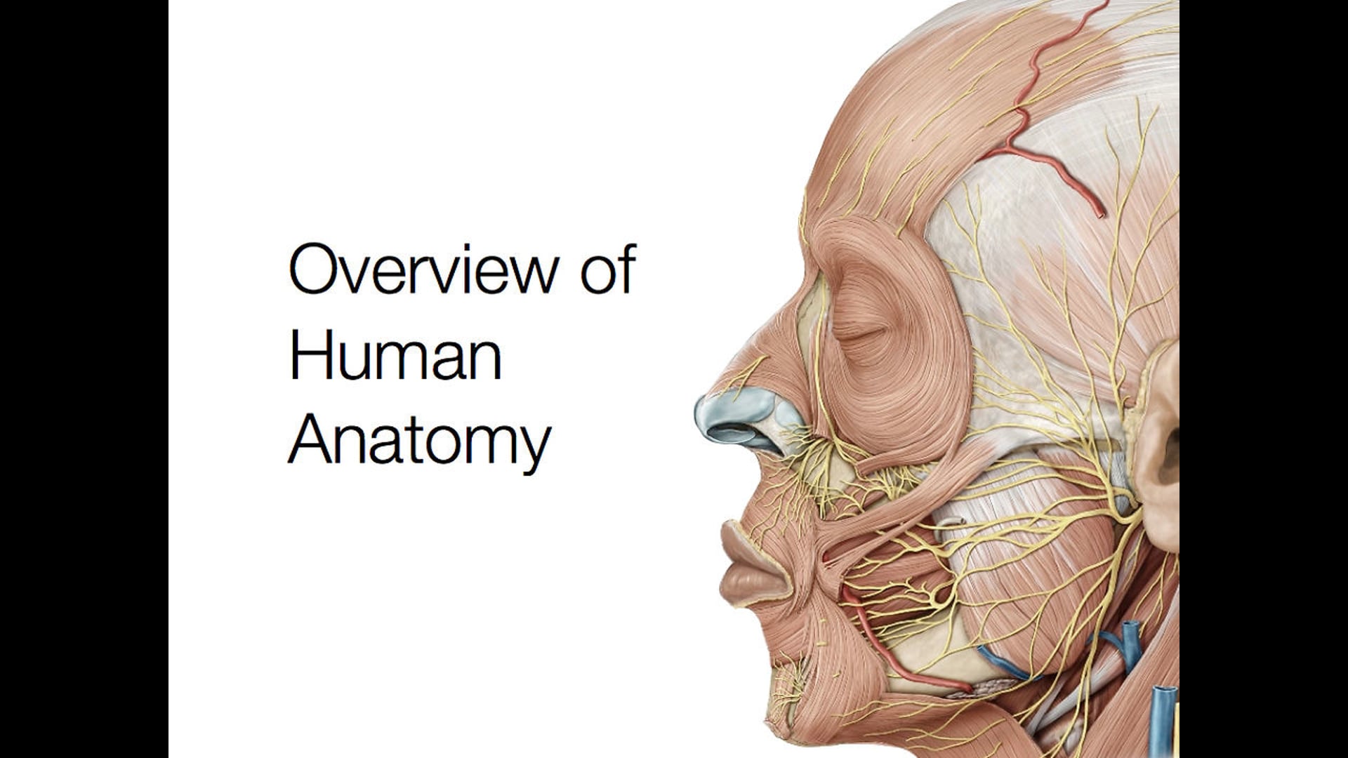 Overview of Human Anatomy & the Art of Dissection with a Historical Perspective