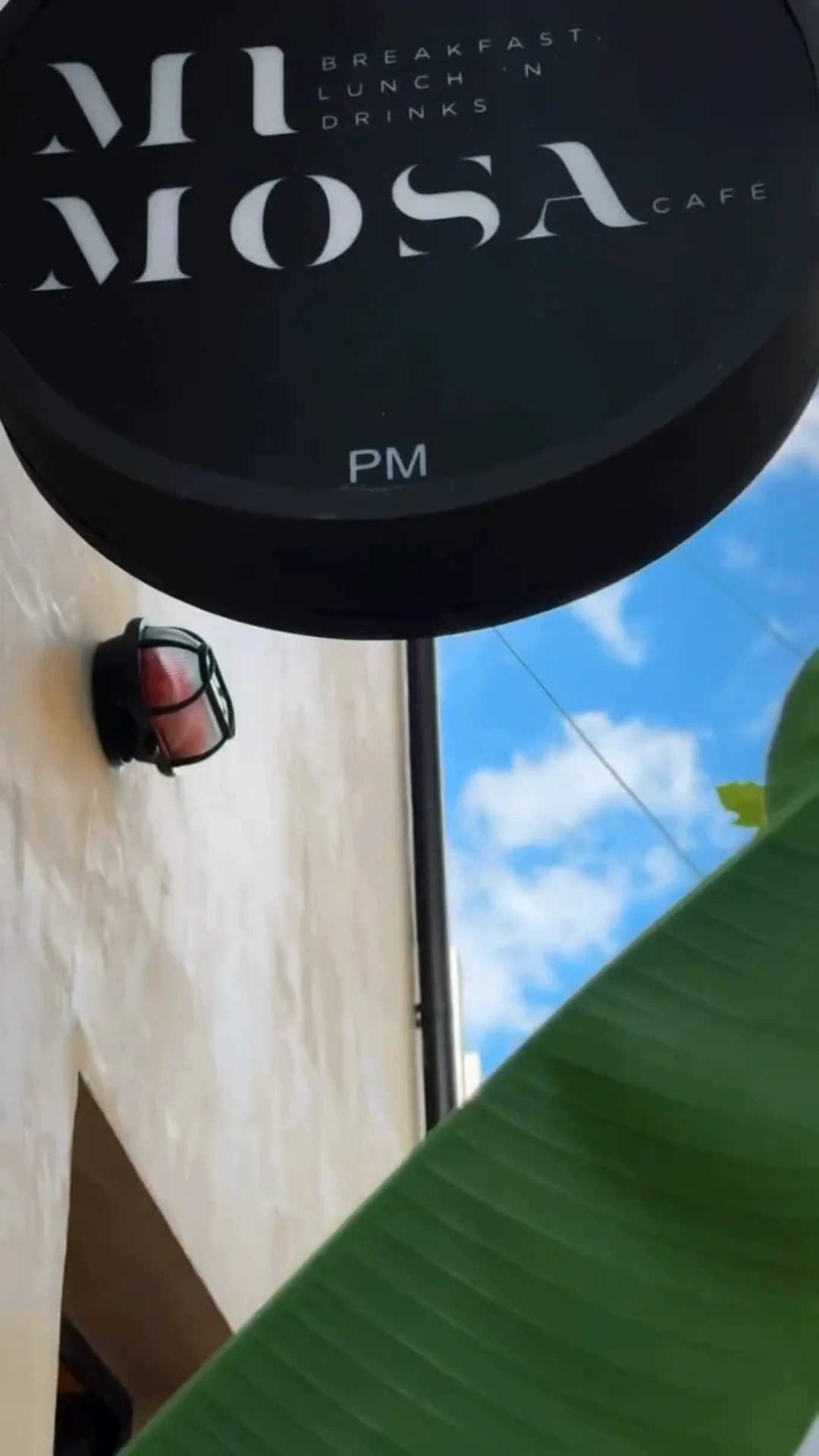 Mimosa — play video on Vimeo