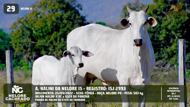Lote 29