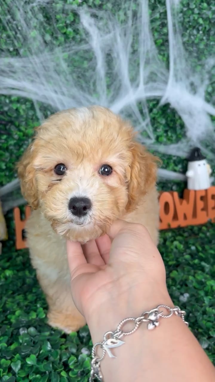 Male Bichon-Poodle puppy named Bentley for sale at Puppy Dreams - North Richland Hills. video thumbnail