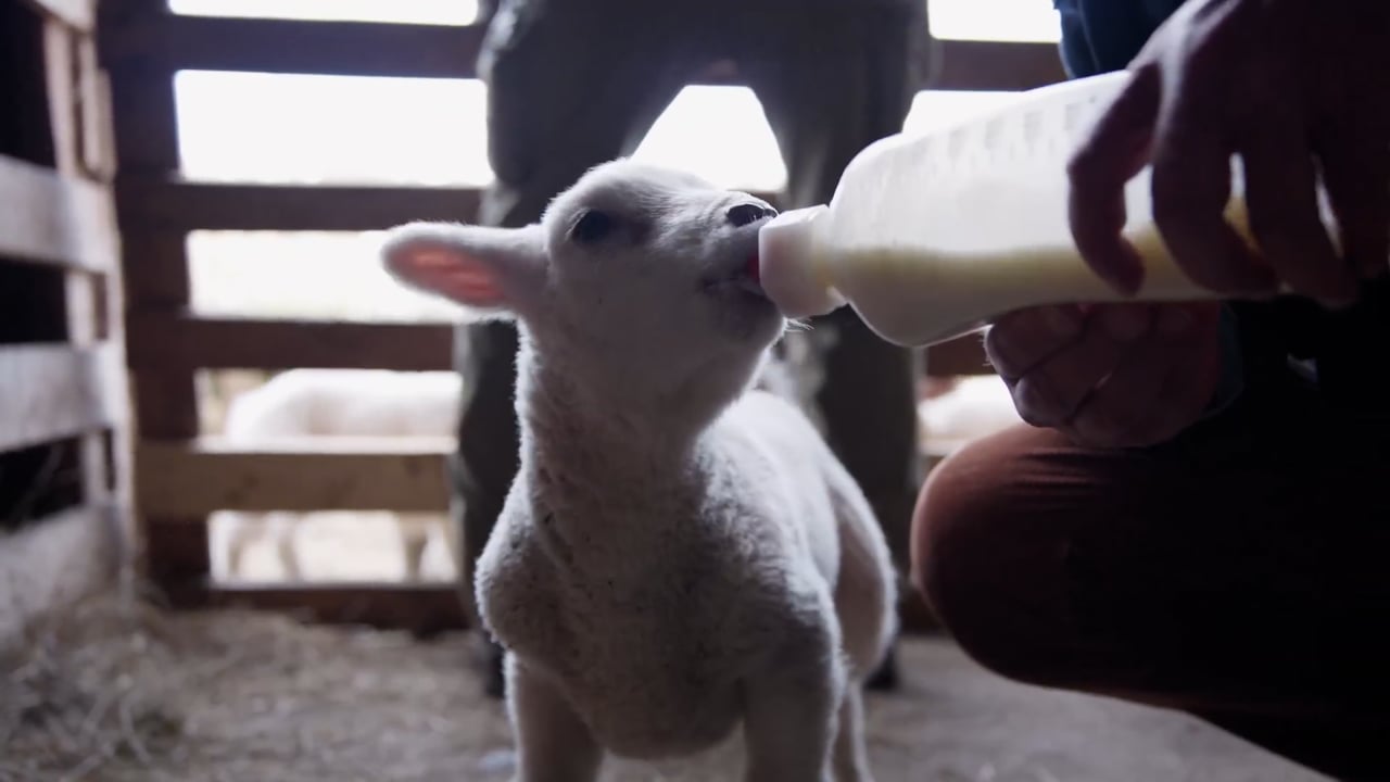 Lamm wird mit der Flasche gefüttert, Schafhaltung auf Sylt