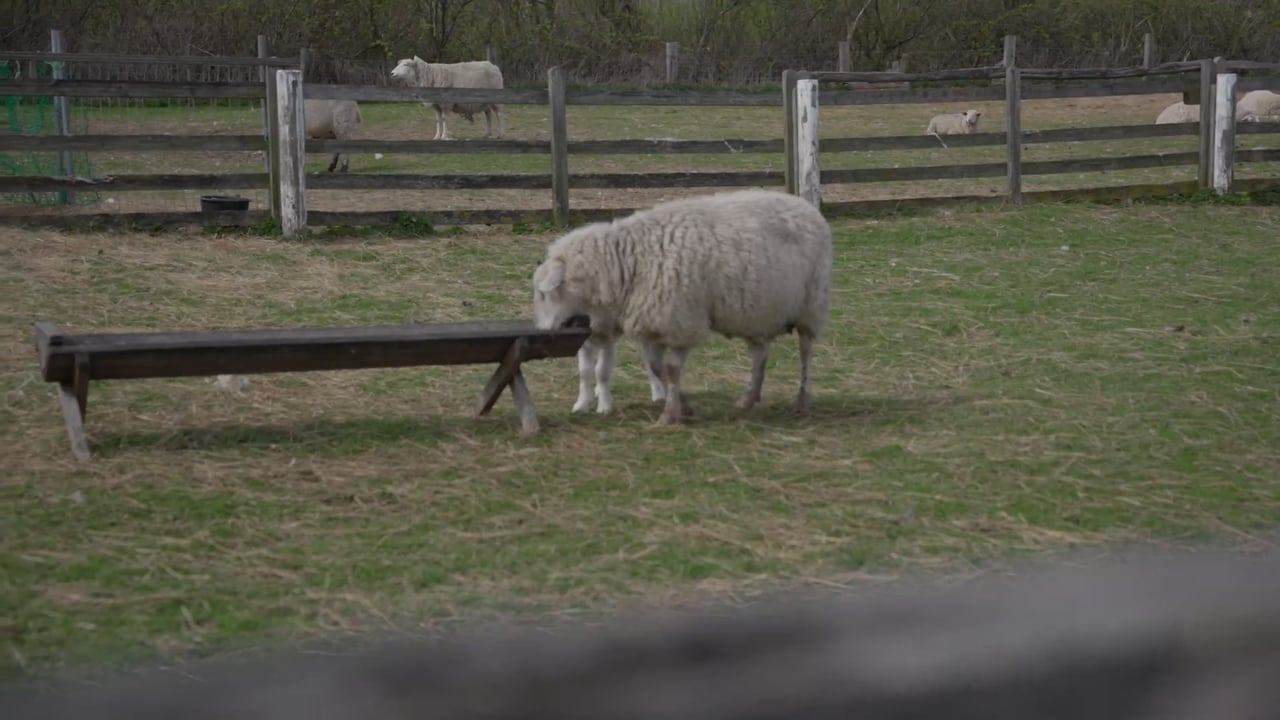 Schaf grast auf der Koppel auf Sylt