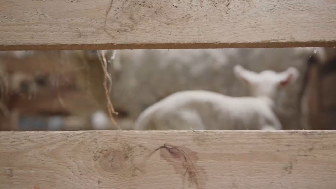 Lamm hinter dem Holzgatter im Stall auf Sylt