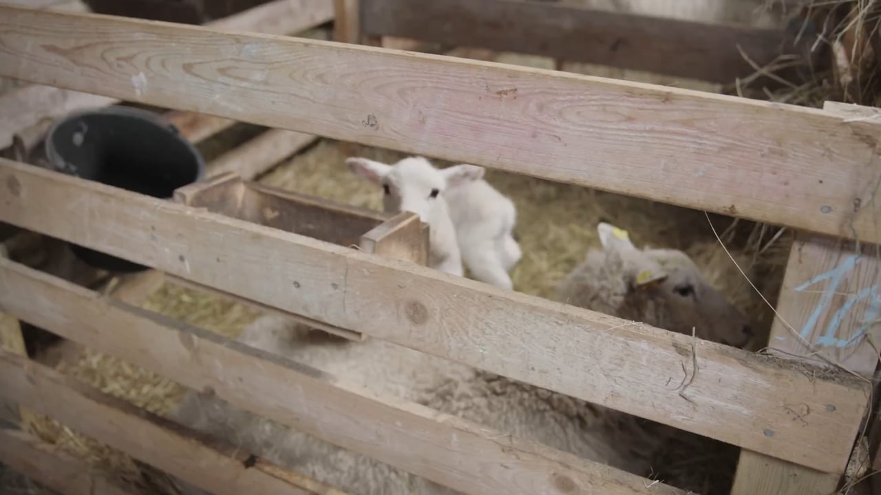 Heuraufe und Boxen im Schafstall auf Sylt