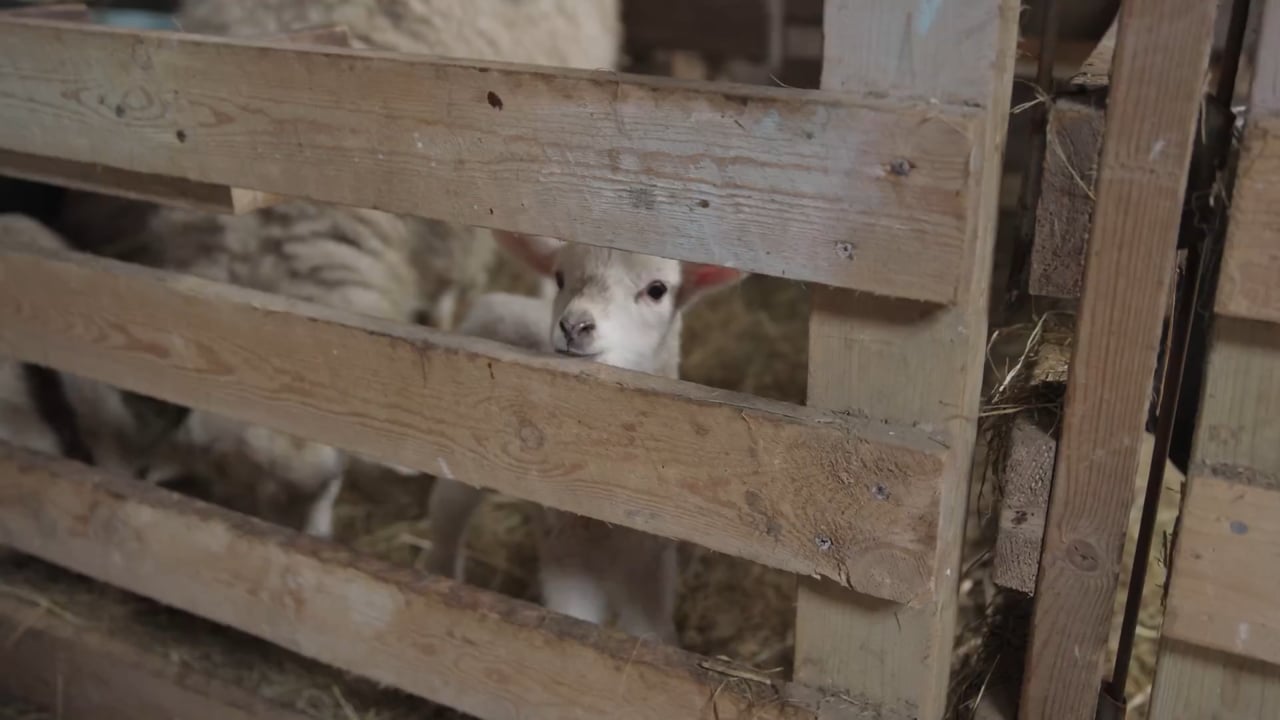 Lämmer hinter der Stallbox auf Sylt