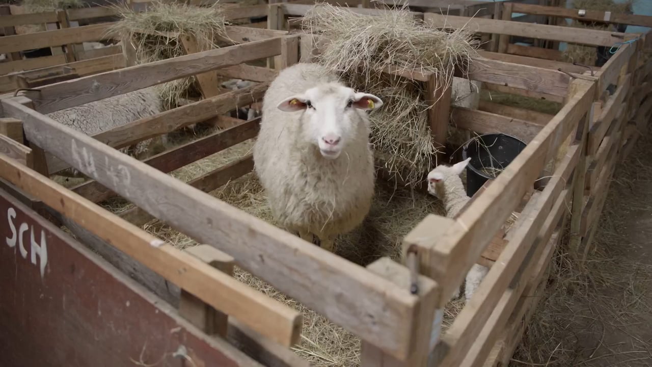 Mutterschaf mit Lamm in der Box, Schafhaltung auf Sylt
