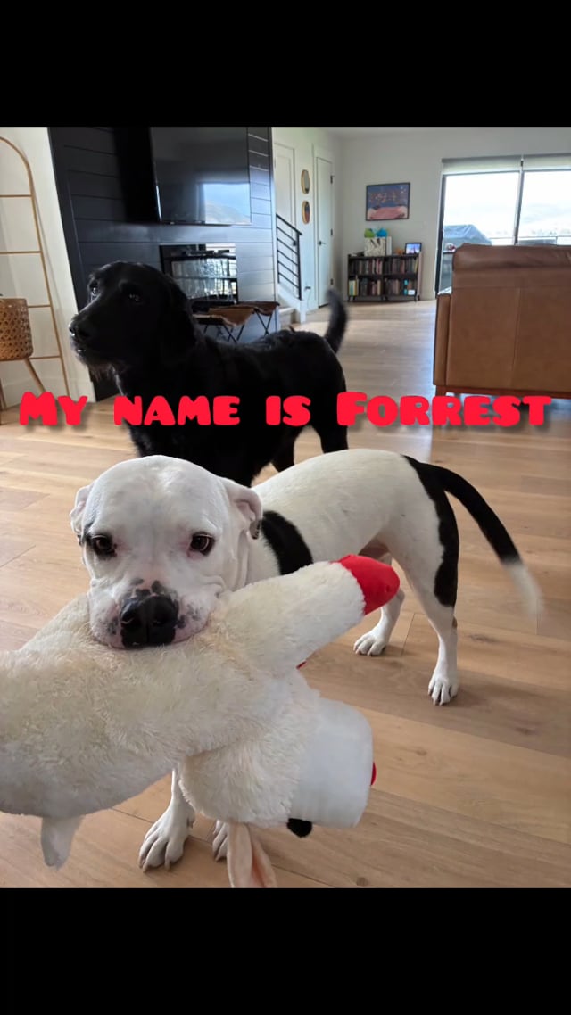 Enlarge Forrest, a Adopted mixed breed in Park City, UT video 2/6