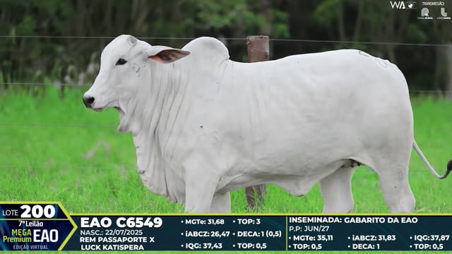 Lote 200