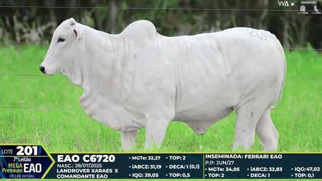 Lote 201