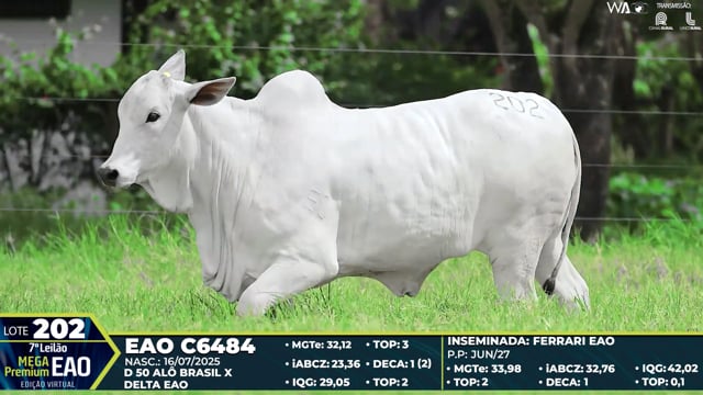 Lote 202