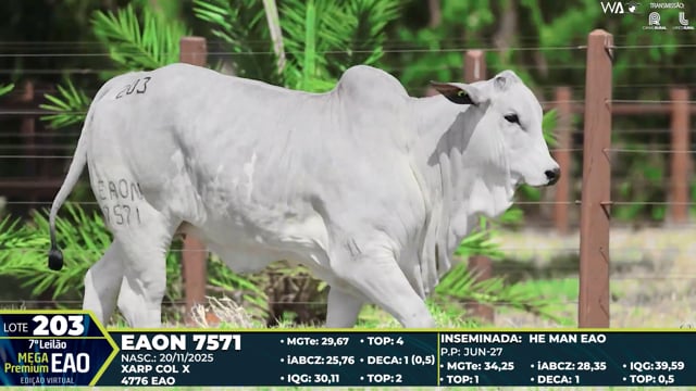 Lote 203