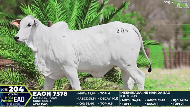 Lote 204