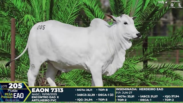 Lote 205