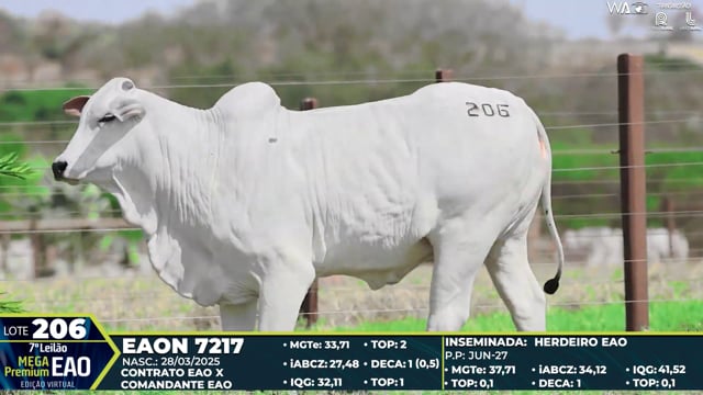 Lote 206