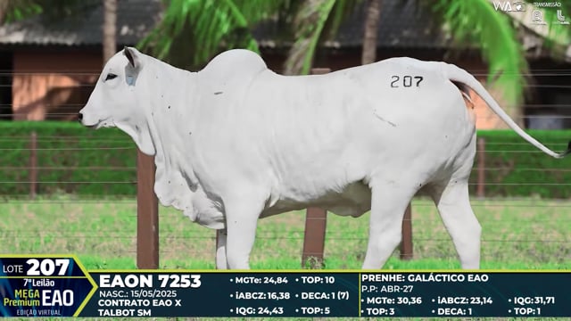 Lote 207