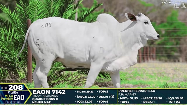 Lote 208