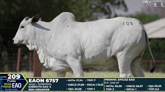 Lote 209