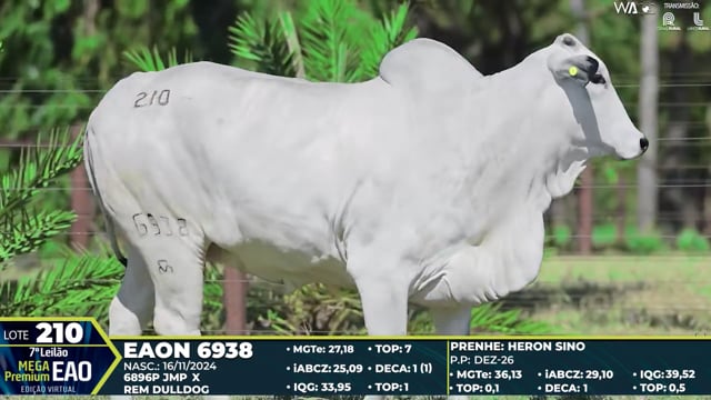 Lote 210