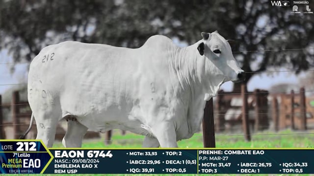 Lote 212