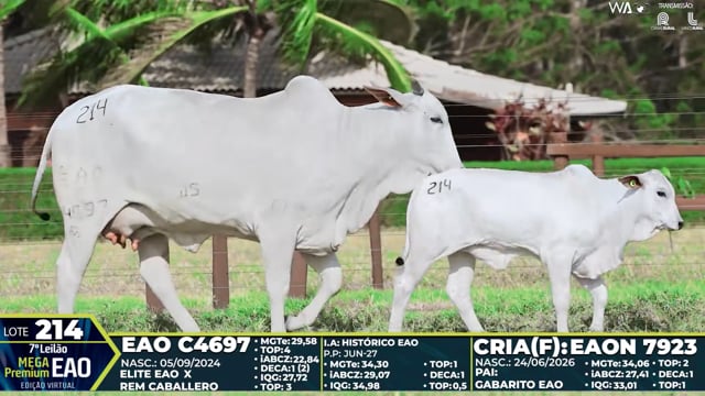 Lote 214