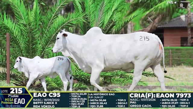 Lote 215