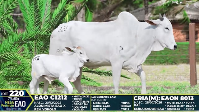 Lote 220