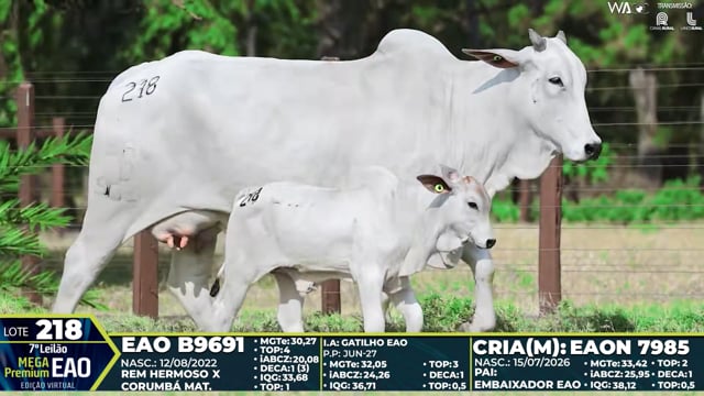 Lote 218