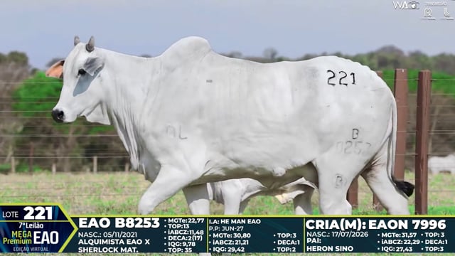 Lote 221