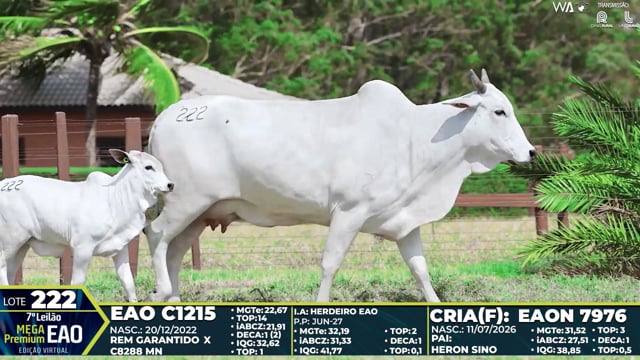 Lote 222