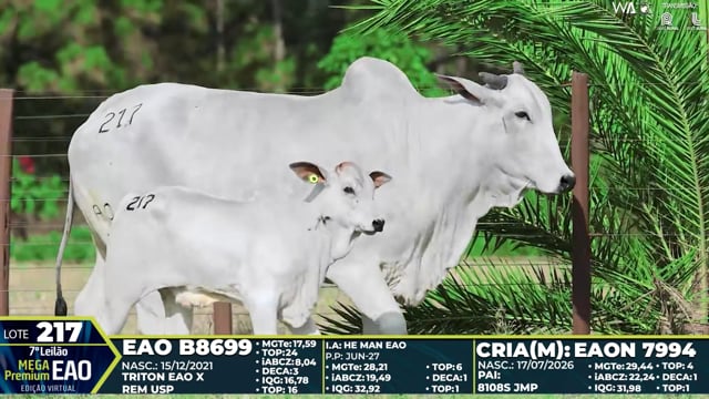Lote 217
