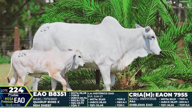 Lote 224