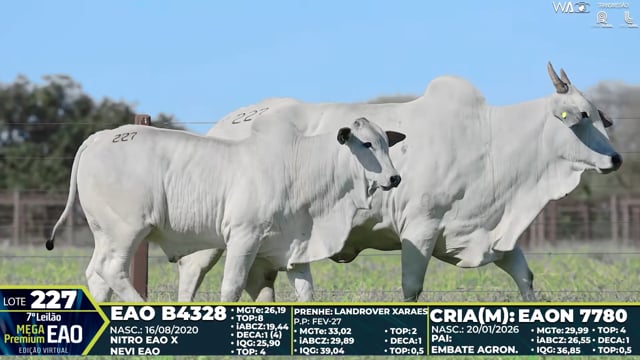 Lote 227