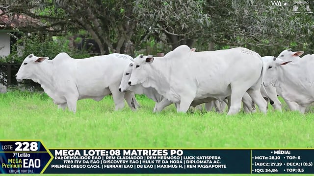 Lote 228