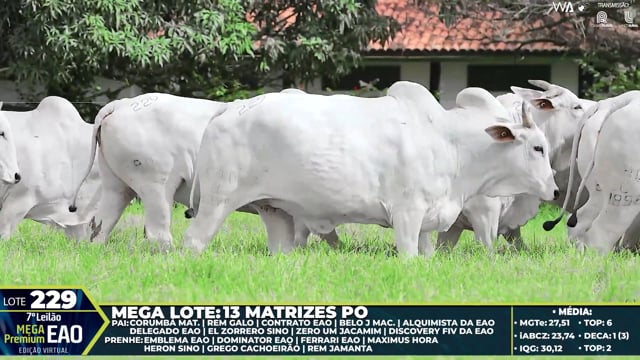 Lote 229