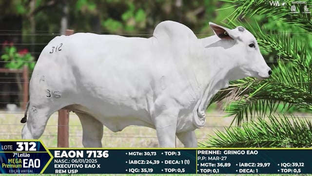 Lote 312